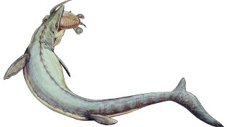 Mosasaurus_21copy