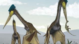 Life_restoration_of_a_group_of_giant_azhdarchids,_Quetzalcoatlus_northropi,_foraging_on_a_Cretaceous_fern_prairie