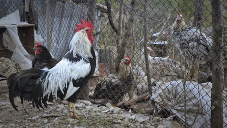 Сутрин кукуригането на петлите оглася уличките на селото.
