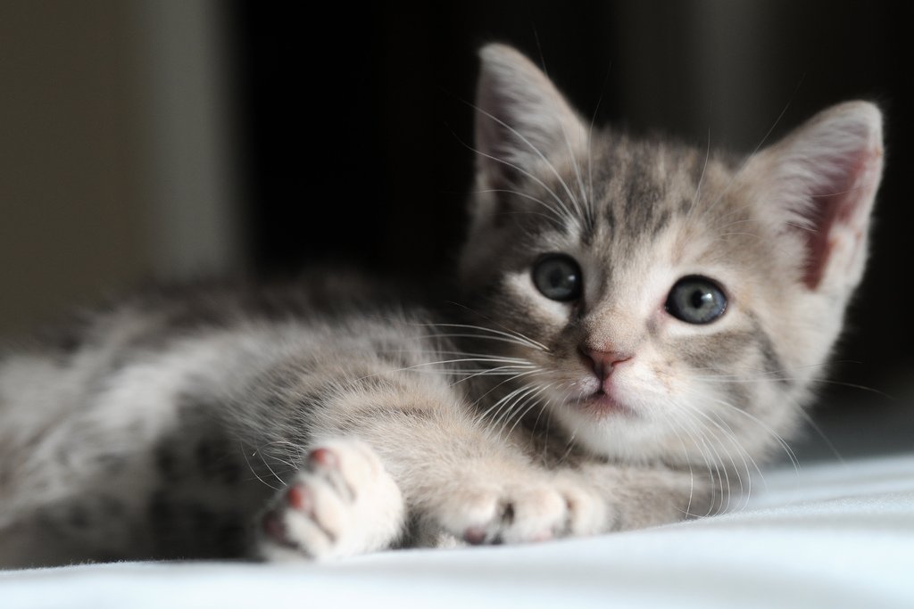 коте