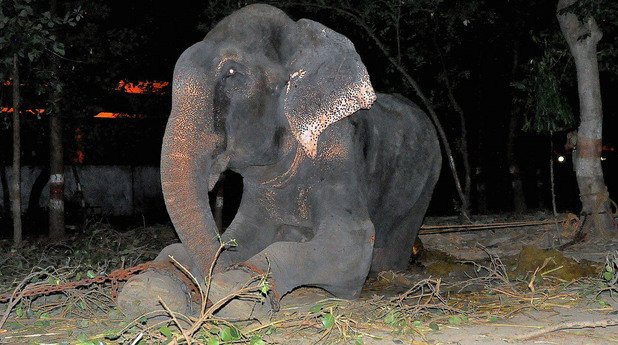 Говорителят на Wildlife SOS Поя Бинепал казва, че екипът е бил удивен да види как се спускат сълзите по лицето на слона, докато го спасяват. "Беше толкова емоционално за всички нас. Знаехме в сърцата си, че той осъзнава, че го освобождават“