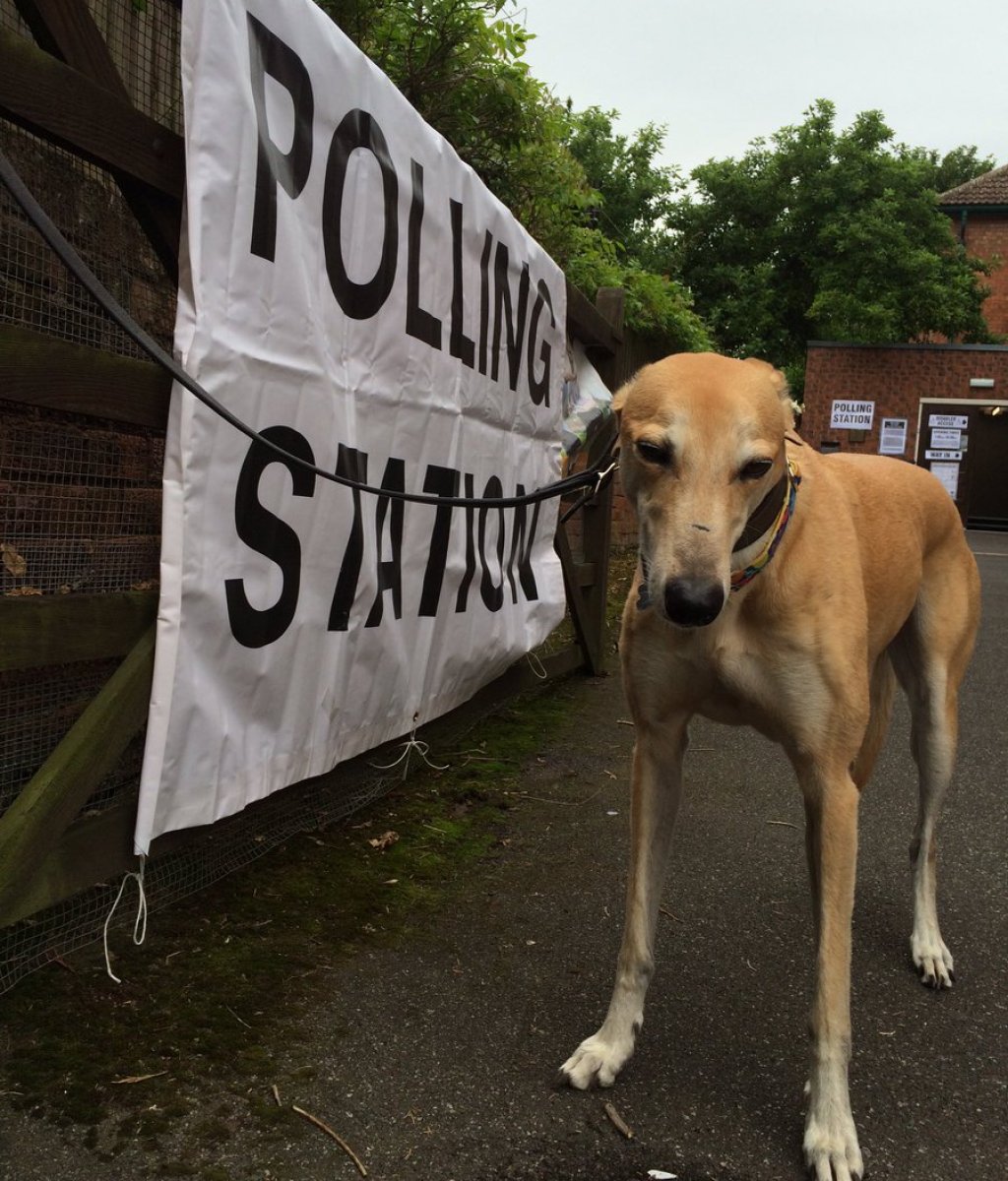 #dogsatpollingstations