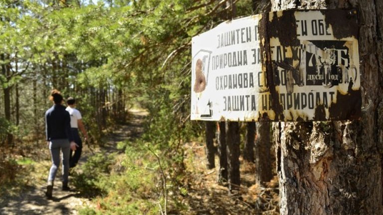 Пътеката продължава през прохладна борова гора.