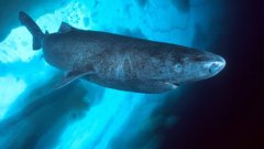 Екземпляр на женска полярна акула (Гренландска акула) е вероятно на 392 години, която я прави най-старото гръбначно животно на земята