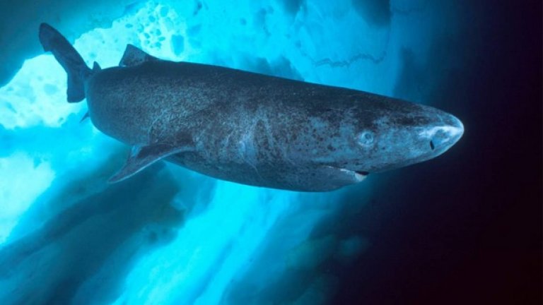 Екземпляр на женска полярна акула (Гренландска акула) е вероятно на 392 години, която я прави най-старото гръбначно животно на земята