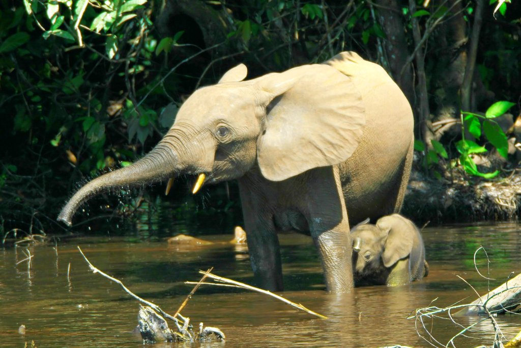 Loxodontacyclotis