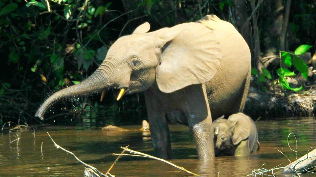 Loxodontacyclotis