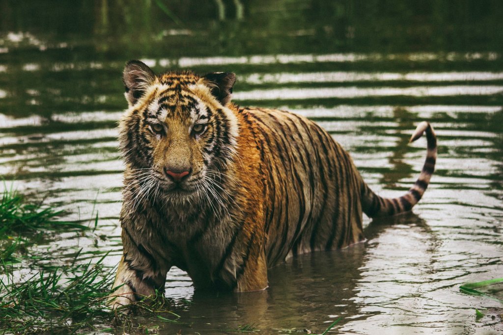 frida-lannerstrom-psSssJl50lg-unsplash