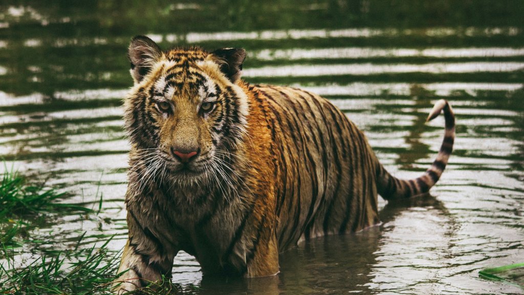 frida-lannerstrom-psSssJl50lg-unsplash