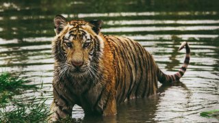 frida-lannerstrom-psSssJl50lg-unsplash