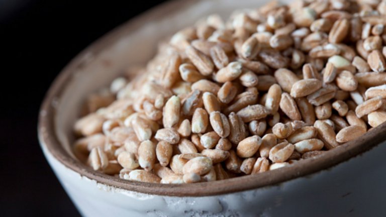 Спелтата спада към храните със съдържание на глутен. Понеже не е минала през толкова модификации като пшеницата, често я използват като нейн заместител. За разлика от пшеницата, тя е по-крехка и по-водоразтворима, което улеснява смилането и усвояването й.