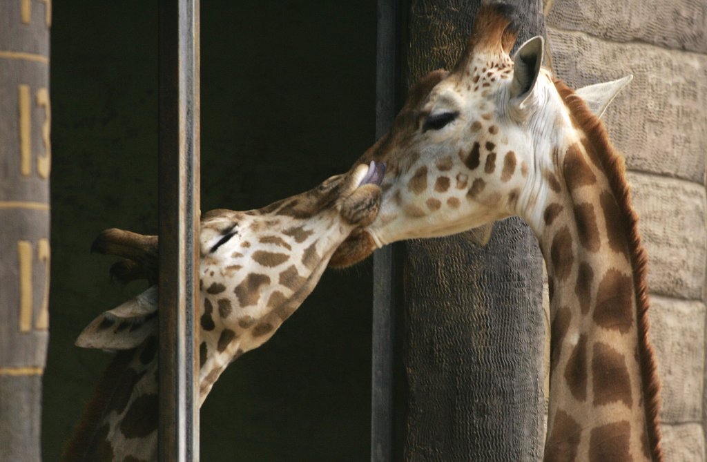 Jimiyu The Giraffe Travels To Taronga