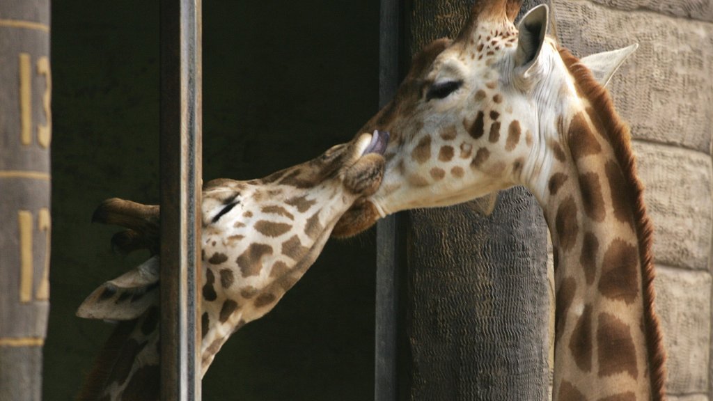 Jimiyu The Giraffe Travels To Taronga