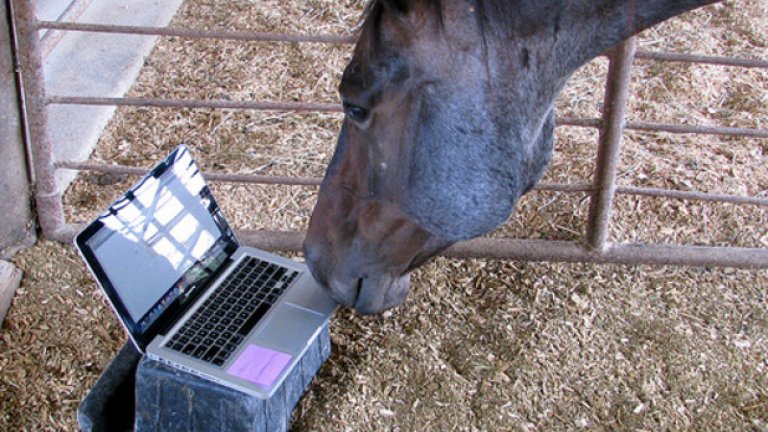 Сериозно, ако животните имаха Фейсбук, тежко им