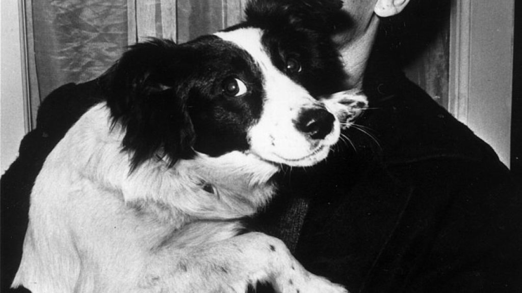 Dog Who Found Cup