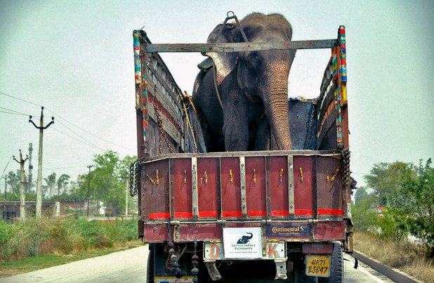 С помощта и на полиция от организацията са успели да отведат слона