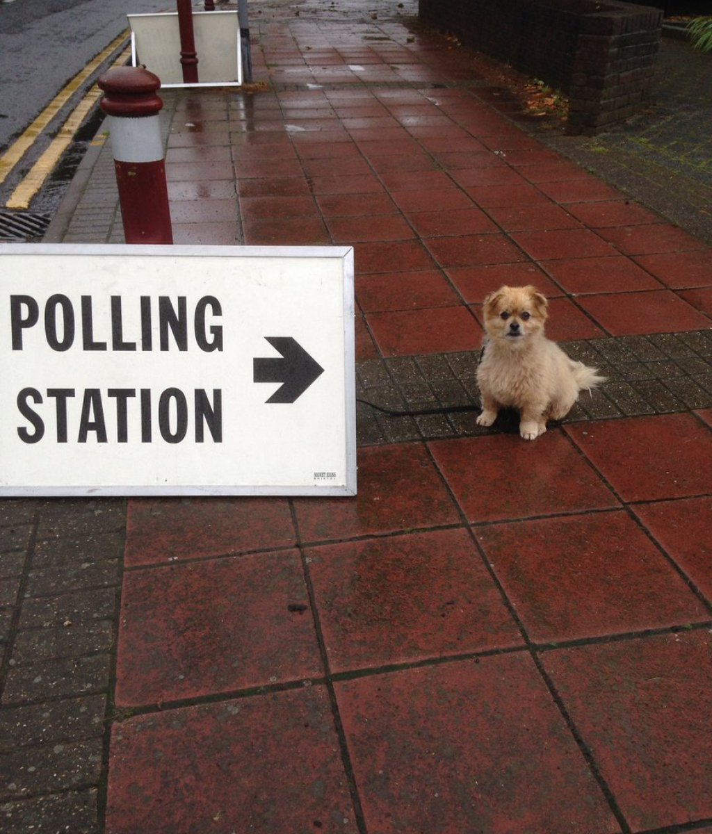 #dogsatpollingstations