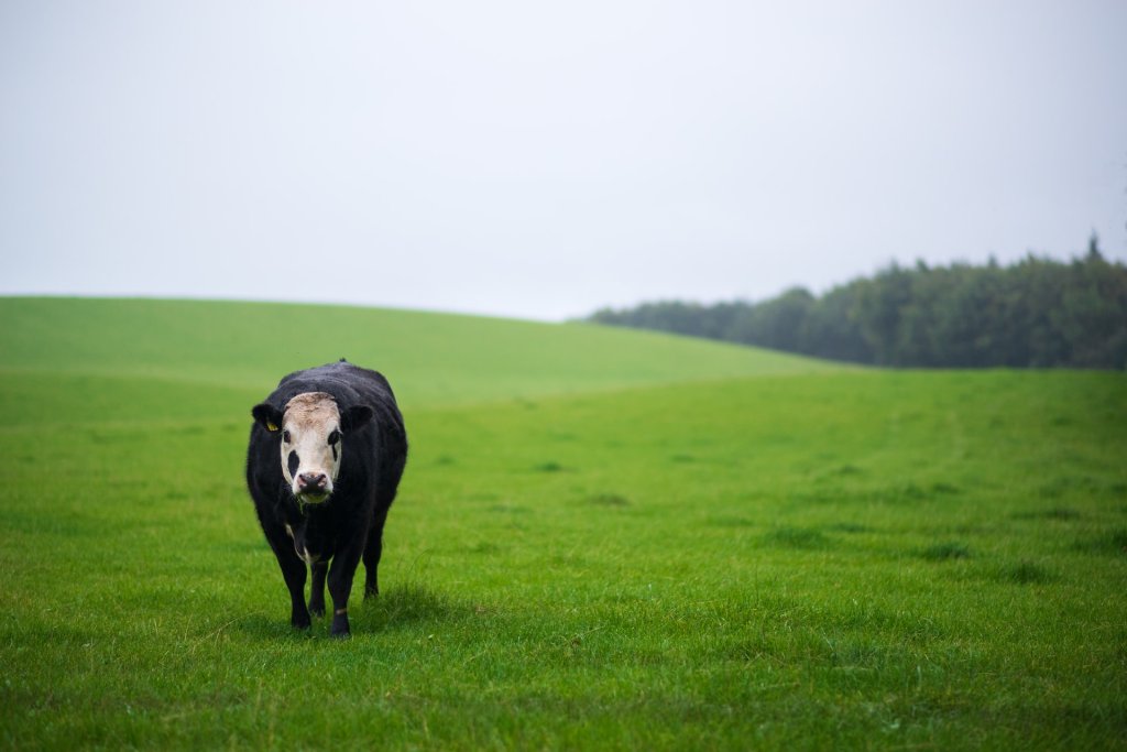 gary-ellis-jOPnG1_iTkY-unsplash