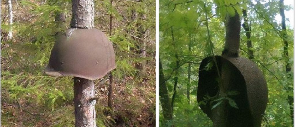 2014-04 World War II Equipment Swallowed By Trees In Russia#1