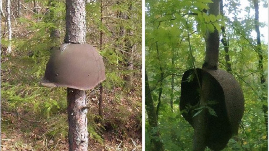 2014-04 World War II Equipment Swallowed By Trees In Russia#1