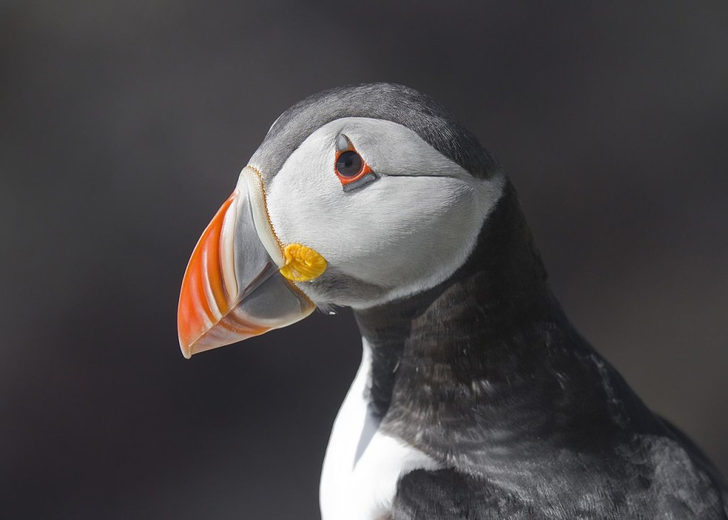 Atlantic_Puffin_Fratercula_arctica (1)