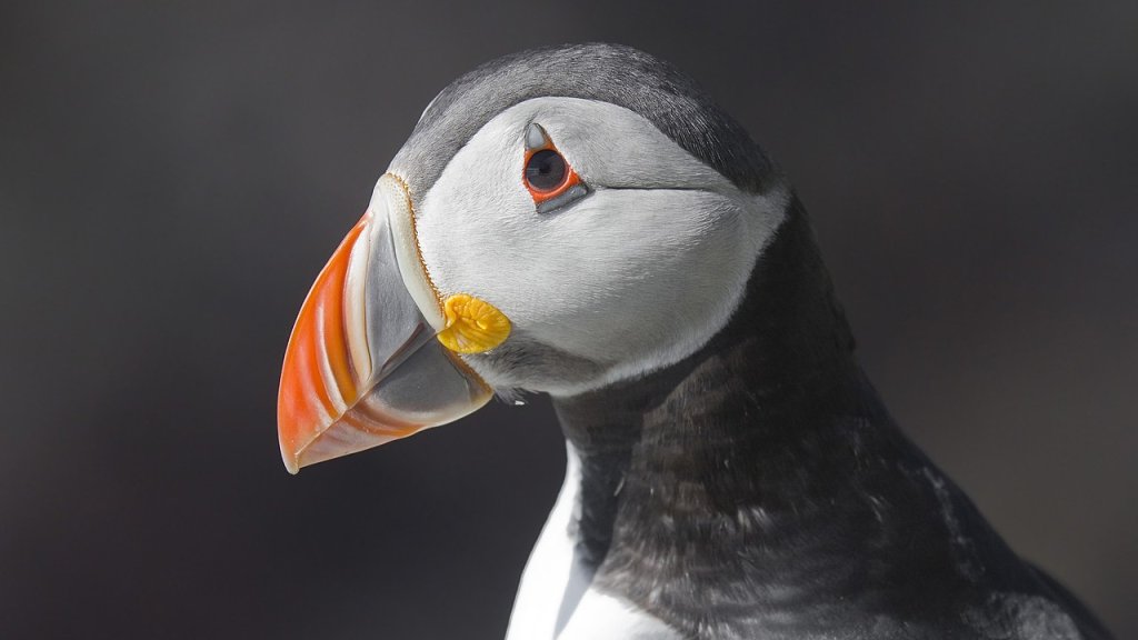 Atlantic_Puffin_Fratercula_arctica (1)