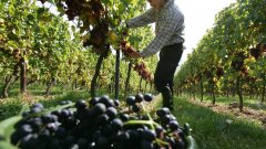 Въпреки препятствията реколтата е много важна за винарната