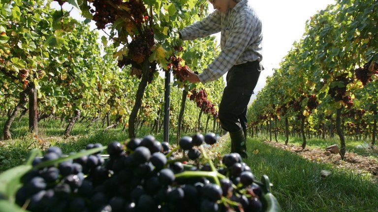 Въпреки препятствията реколтата е много важна за винарната