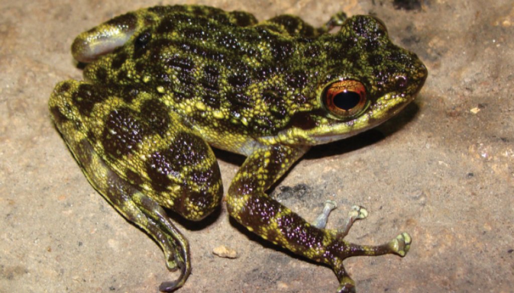 Odontobatrachus_natator_female,_Ziama_Forest,_Guinea