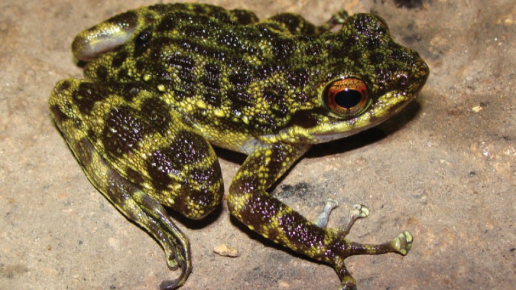 Odontobatrachus_natator_female,_Ziama_Forest,_Guinea