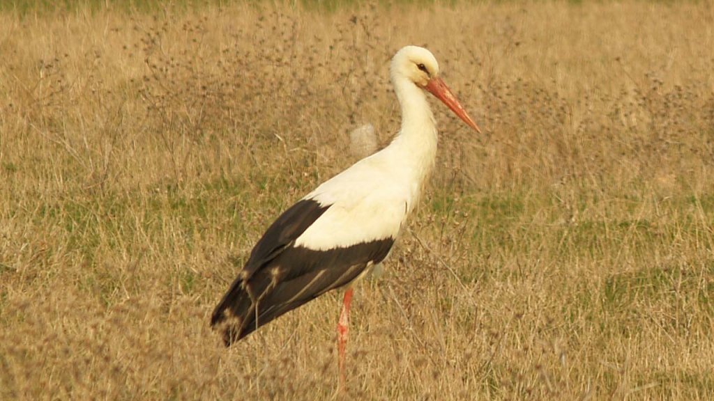 Bulgaria, a White Stork