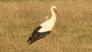 Bulgaria, a White Stork