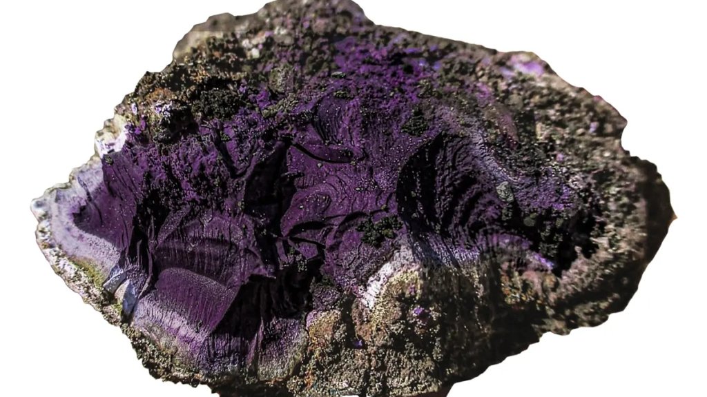 tyrian-purple-l