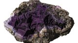 tyrian-purple-l