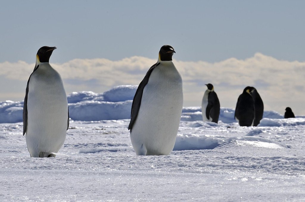 David_Huebner,_United_States_Ambassador_to_New_Zealand_and_Samoa_visit_to_Antarctica_on_December_1,_2010_(Day_3)_-_86
