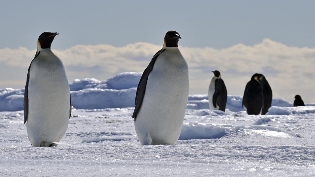 David_Huebner,_United_States_Ambassador_to_New_Zealand_and_Samoa_visit_to_Antarctica_on_December_1,_2010_(Day_3)_-_86
