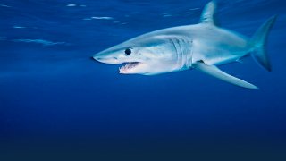 shark