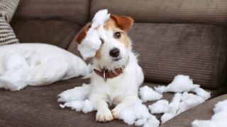 Без да заварите след това погром, унищожение и тъжно кученце