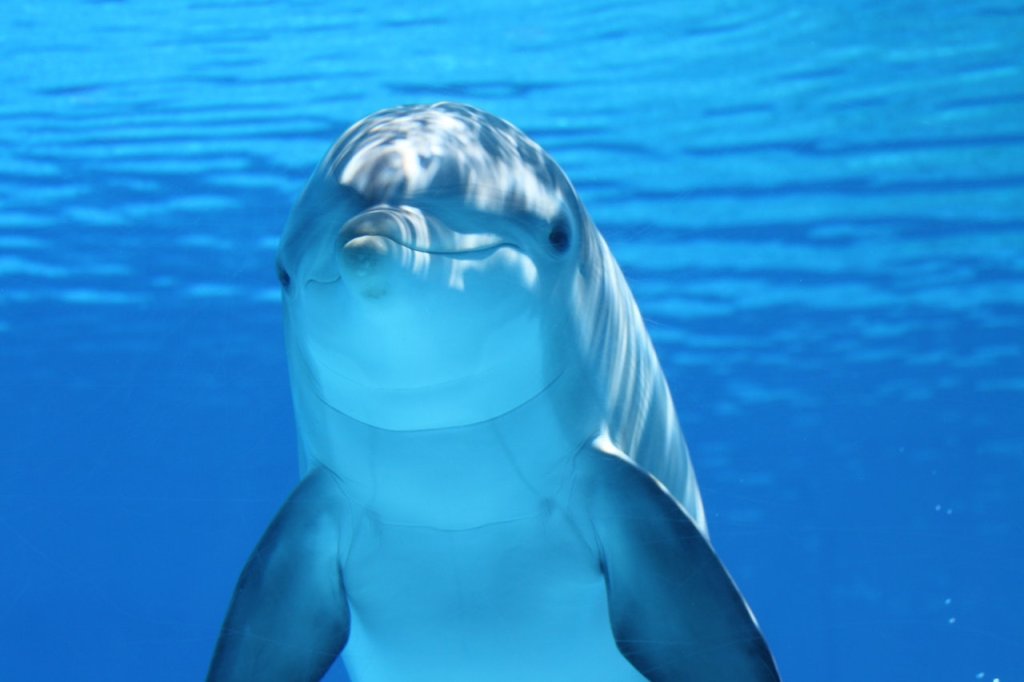 white-and-gray-dolphin-on-blue-water-64219