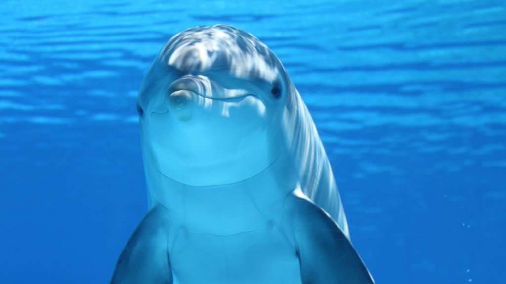 white-and-gray-dolphin-on-blue-water-64219