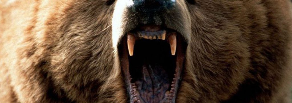 bear