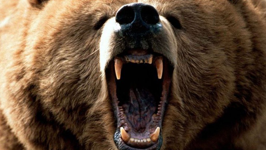 bear