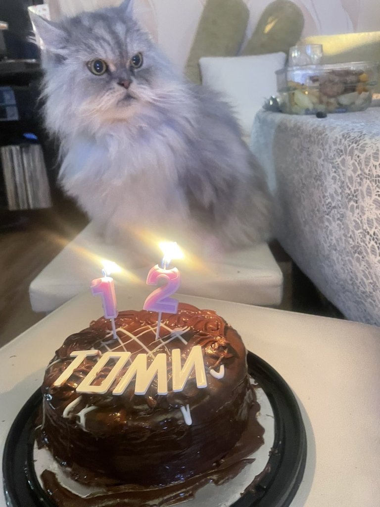 Котаракът Томи