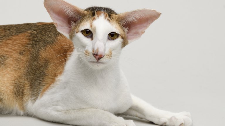 Ушите на тази порода са просто невероятни.