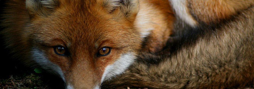 Vulpes_vulpes_I_by_serpensz