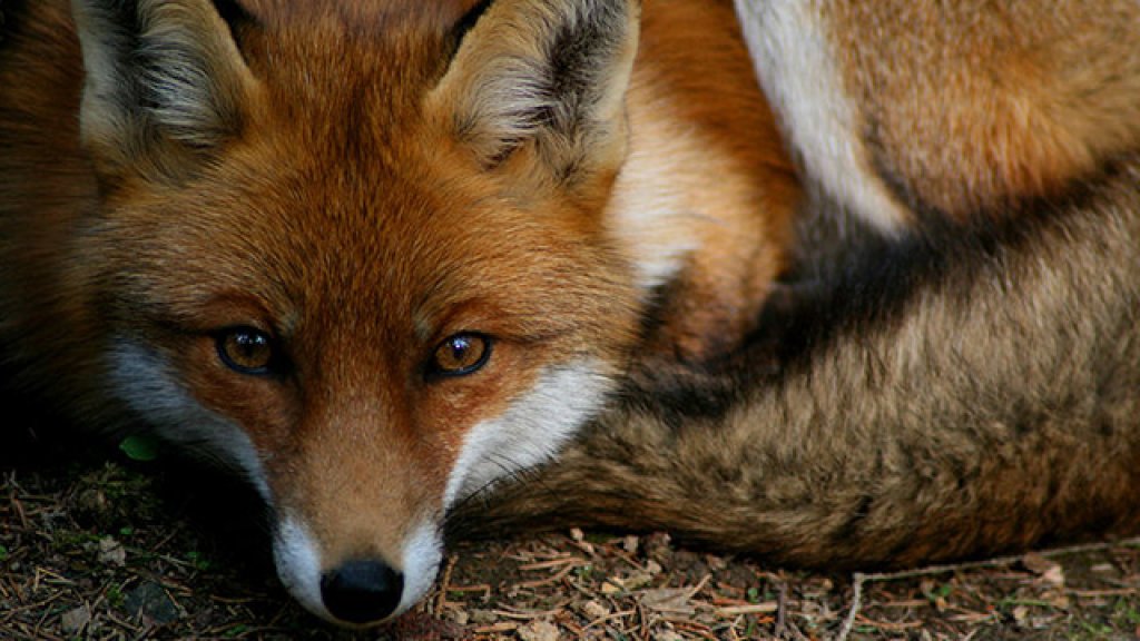Vulpes_vulpes_I_by_serpensz