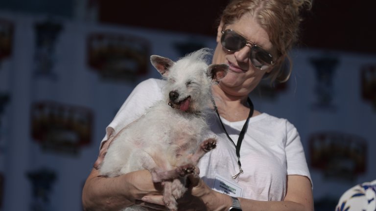 Дейзи МейДейзи Мей е на 14 години и спечели награда на публиката в конкурса за най-грозно куче. Както някои от другите претенденти, така и тя няма порода.