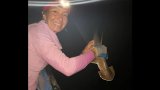 new-hammerhead-shark-species-l