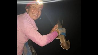 new-hammerhead-shark-species-l