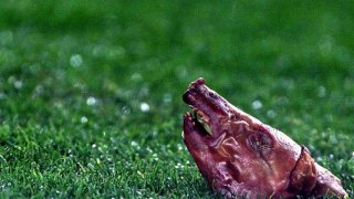 Свинската глава по Фиго
Ултрасите на Барса от Boixos Nois през 2002 г. изразиха по доста образен начин омразата си към преминалия във вечния съперник Луиш Фиго. В разгара на мача португалецът се запътва за изпълнение на корнен, когато наред с традиционните запалки и монети от трибуните на "Камп Ноу" полита... отрязана опушена свинска глава.